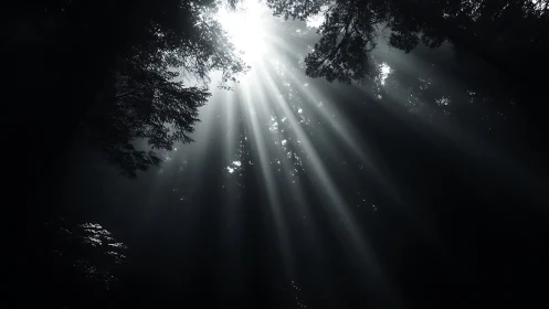Sunbeams pierce dense forest canopy in high-contrast chiaroscuro.