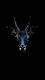 Antelope head isolated against deep black negative space