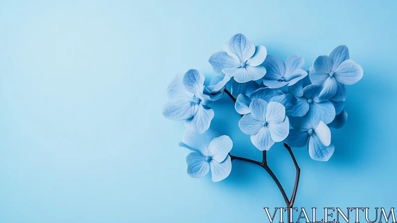 Blue Hydrangea Cluster Against Monochromatic Background.