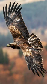 Golden eagle in flight over soft blurred valley landscape.