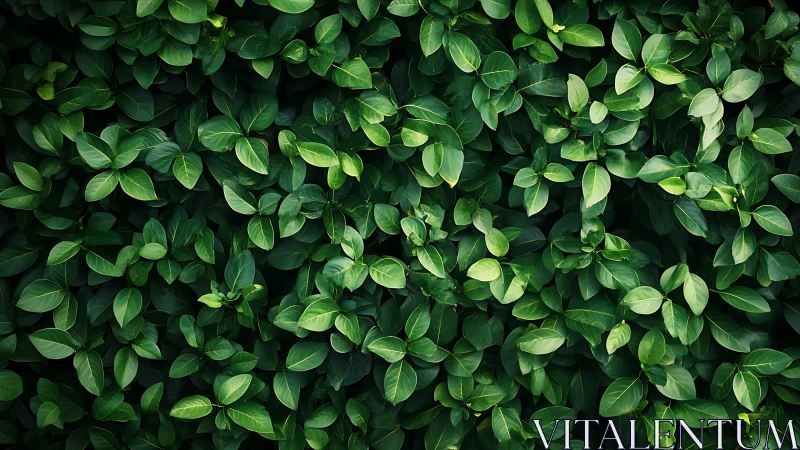 Deep green leaf wall inviting quiet moments of calm focus.