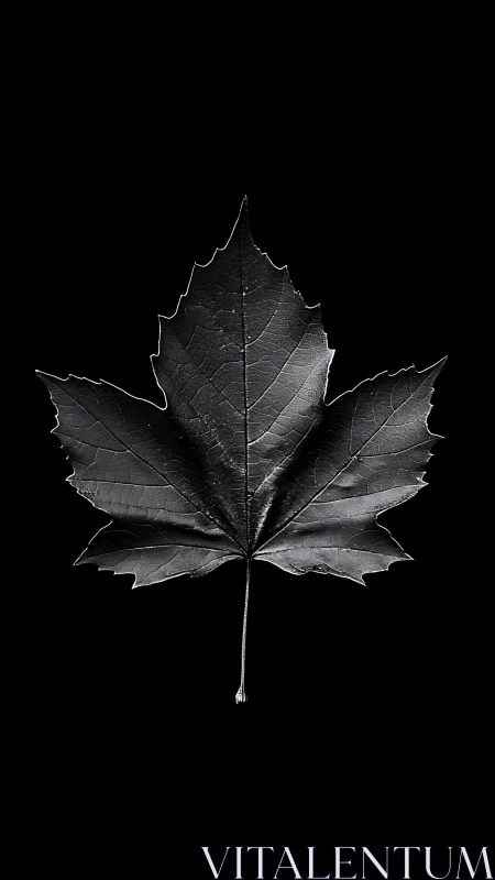 Monochrome maple leaf isolated on a uniform black background.