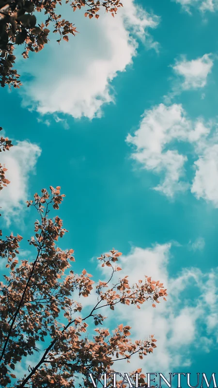 Autumn tree branches cut into vivid teal sky with clouds