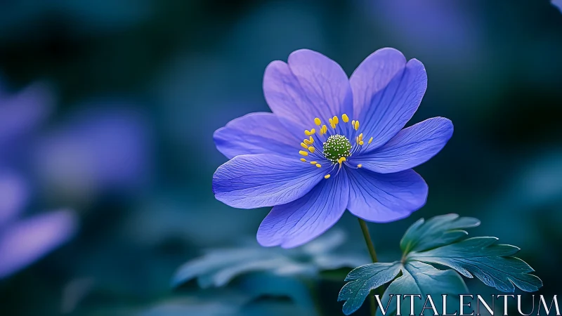 Delicate Blue Anemone Flower Blooming in Nature
