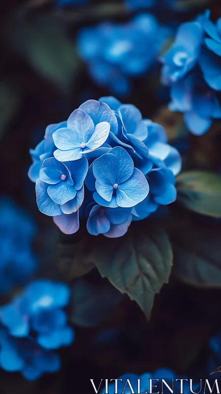 Delicate Blue Hydrangea Blooms in Soft Focus Garden Setting