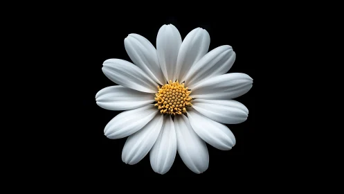 White Daisy with Golden Center Against Black Background. Botanical Study.