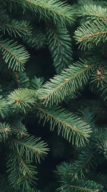 Needle-kissed fir branches quietly weave a forest curtain