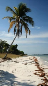 Solitary Palm on Sandy Shoreline Against Clear Blue Sky.