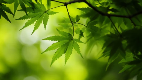 Sunlit maple whispers in a soft green cathedral of calm.