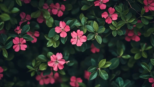 Vibrant Pink Flowers Against Deep Green Foliage with Natural Depth.