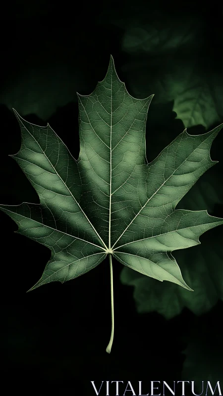 Macro study of single green maple leaf on dark bokeh field