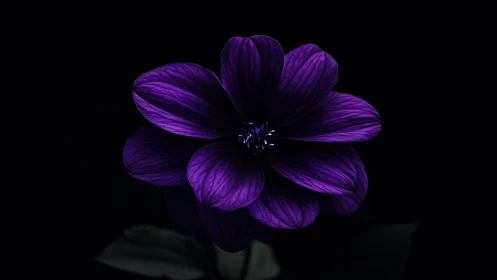 Purple Cosmos Flower Blooms Against Dramatic Black Background