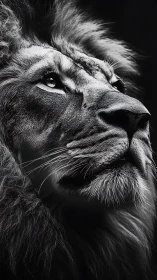 High-contrast monochrome lion portrait, upward gaze emphasis