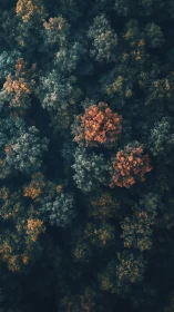 Aerial Forest Canopy in Autumn Transition