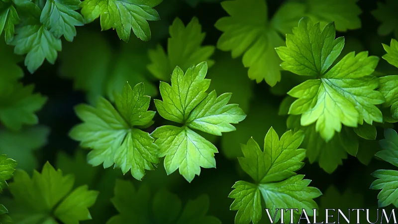 Macro botanical study of compound green leaves in soft focus