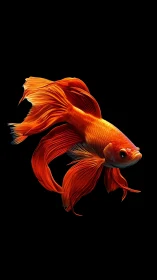 Vivid orange betta fish glides gracefully against black void