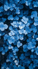 Blue Hydrangea Flowers Overhead View
