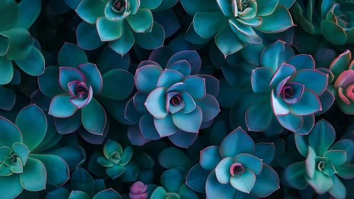 Succulent Garden Dreams in Jewel Tones.