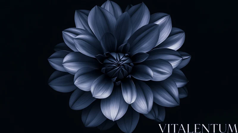 Blue Dahlia Flower Against Dark Background.