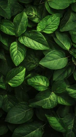 Overhead view shows dense arrangement of overlapping green leaves