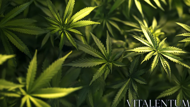 Cannabis plant foliage in dense green overhead view.