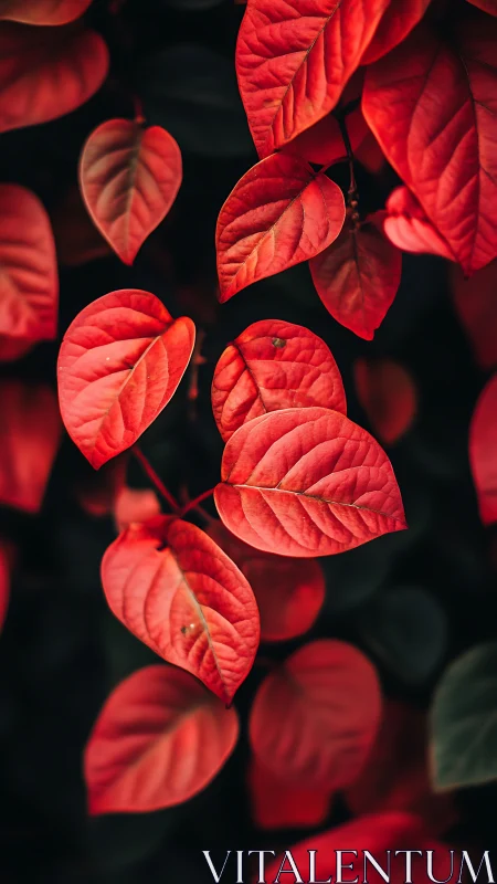 Macro study of red foliage with shallow depth of field rendering.