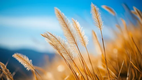 Golden grass seed heads under clear blue sky at sunrise.