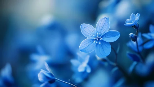 Delicate Blue Flowers in Soft Focus Light.