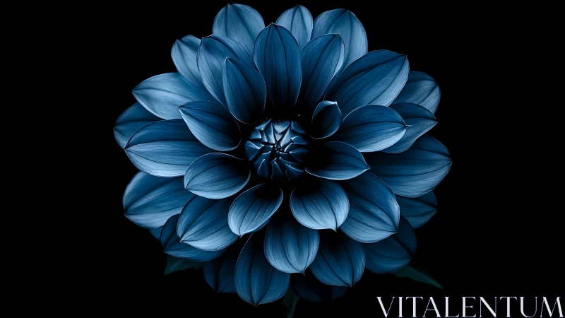 Blue Dahlia Bloom Against Black: Layered Petals in Chiaroscuro