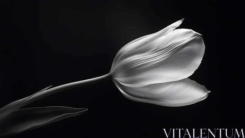 Monochrome tulip study isolates sculptural petal geometry