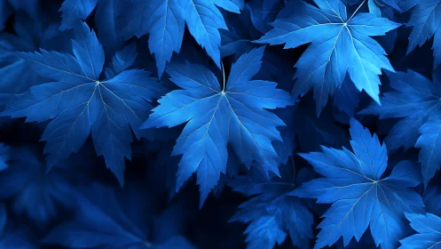 Monochrome blue maple foliage rendered in high-contrast focus