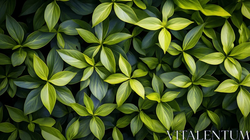 Dense overlapping foliage forms uniform radial leaf clusters