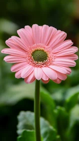 Pink gerbera daisy bloom centered against soft green bokeh.