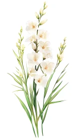 Delicate Cream Gladiolus Botanical Illustration with Elongated Foliage.