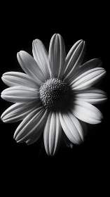 Black and white daisy close up on dark background.