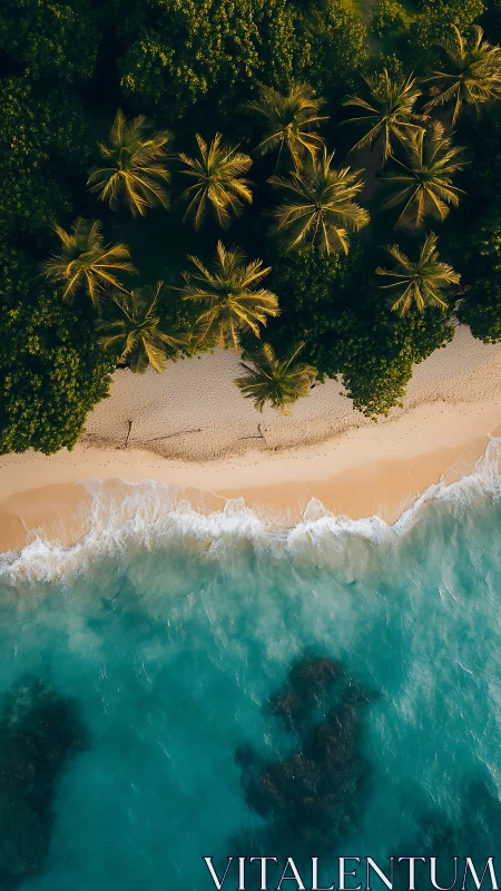 Tropical Beach Aerial: Palms, Sand, Turquoise Waters.