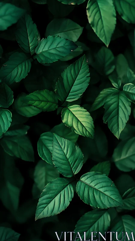 Deep emerald leaves create a calm, refreshing green haven