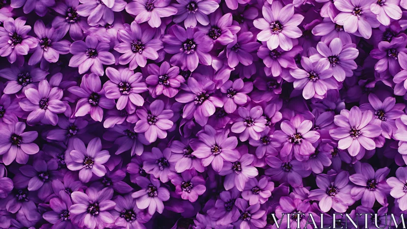 Radiant Purple Flower Garden Bursting with Vibrant Blooms