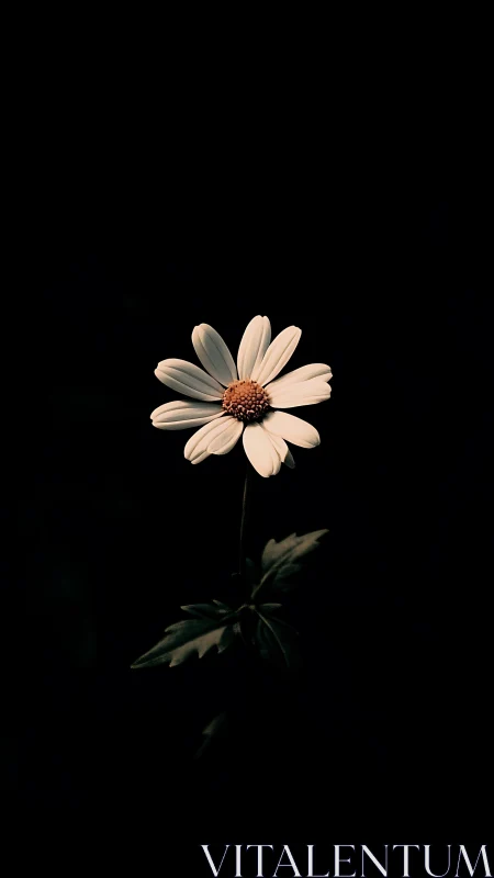 Pale Composite Daisy with Reddish-Brown Disk on Black Ground.