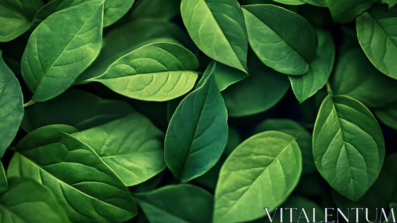 Close-up view of layered green plant leaves in soft light.