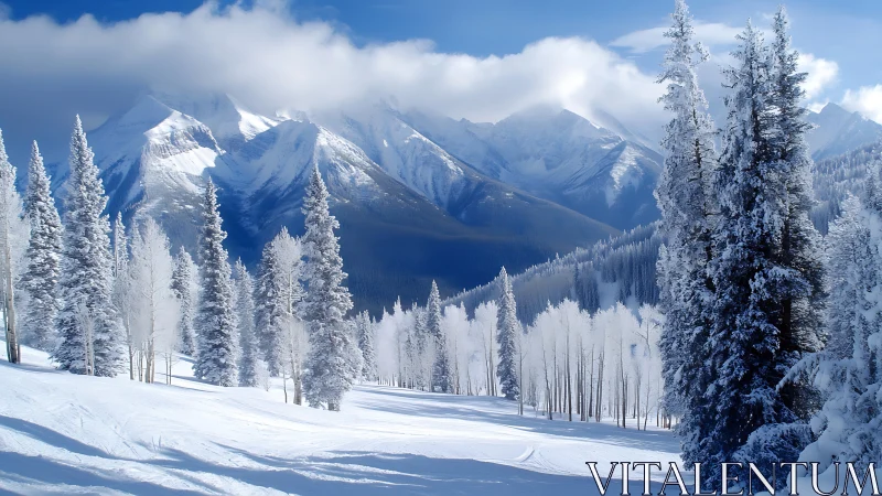 Snow-draped pines guard a blue-shadowed alpine valley panorama.