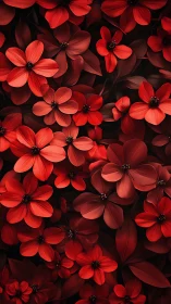 Red Flowers Against Dark Background.