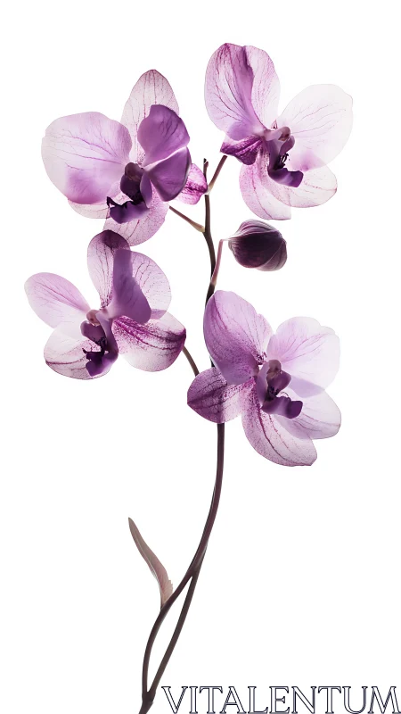 Purple Phalaenopsis Orchid Specimen on Linear Stem.