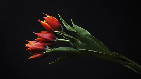 Crimson Tulips Blazing Against Midnight Darkness. Radiant.