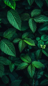 Dark green foliage pattern with layered forest leaves.
