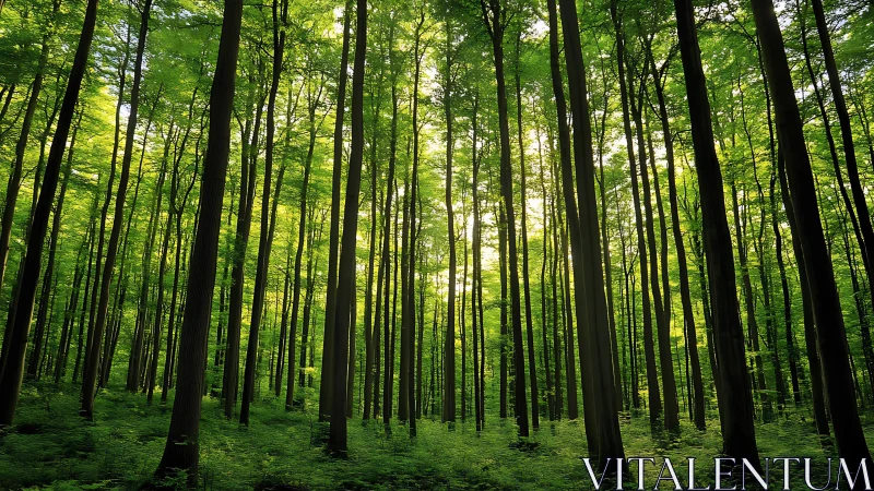 Sunlight streaming through tall green forest in serene natural style.