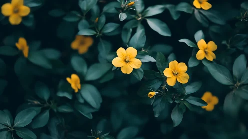 Yellow Flowers Bloom Among Dark Teal Foliage.