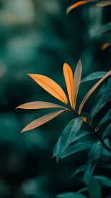 Orange-tipped compound leaves against dark green foliage.