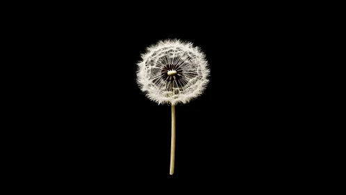 Dandelion seed head isolated on plain black background.