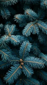 Close-up view of dense blue spruce pine branches.